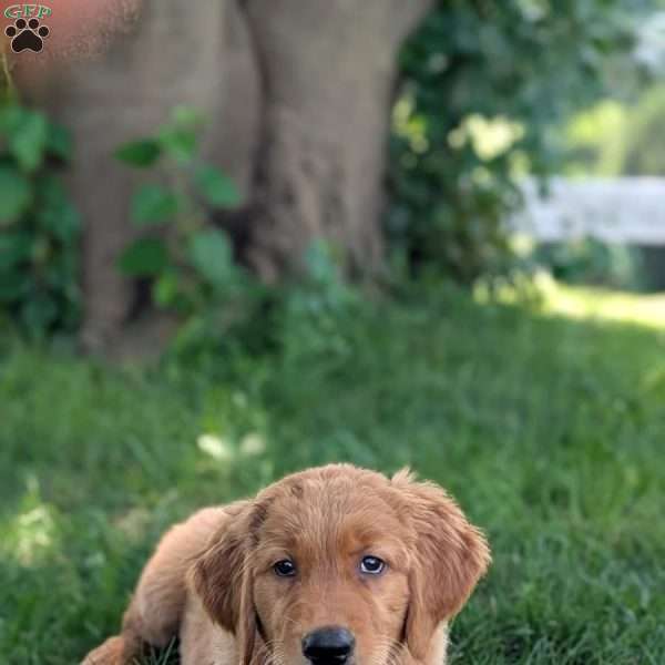 Cricket, Golden Retriever Puppy