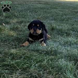 Marco, Rottweiler Puppy