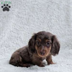 Bethany, Dachshund Puppy