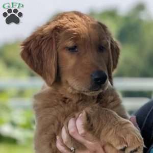 Cricket, Golden Retriever Puppy