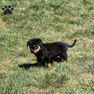 Marco, Rottweiler Puppy