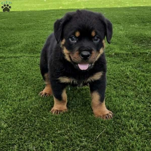 Pollo, Rottweiler Puppy