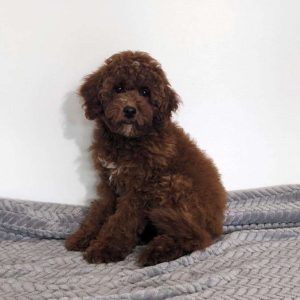 Esme, Miniature Poodle Puppy