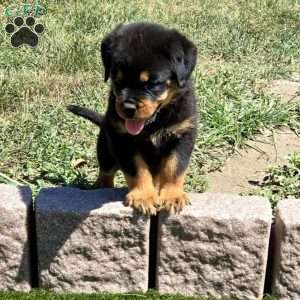 Marco, Rottweiler Puppy