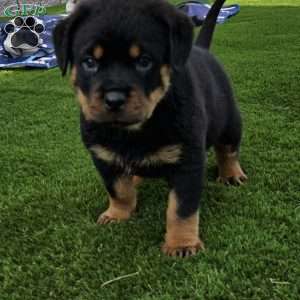 Pollo, Rottweiler Puppy