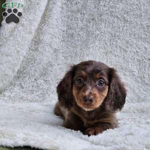 Bethany, Dachshund Puppy