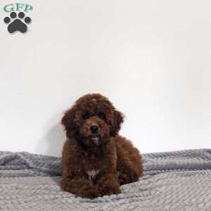 Esme, Miniature Poodle Puppy