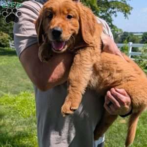 Cricket, Golden Retriever Puppy