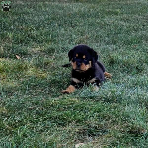 Marco, Rottweiler Puppy