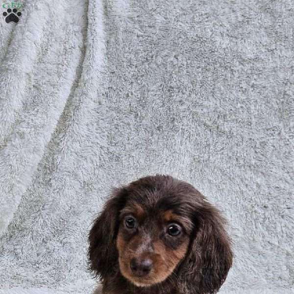 Bethany, Dachshund Puppy