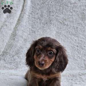 Bobby, Dachshund Puppy