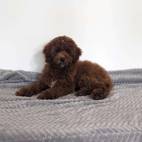 Esme, Miniature Poodle Puppy