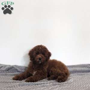 Esme, Miniature Poodle Puppy