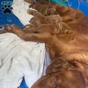 Cricket, Golden Retriever Puppy