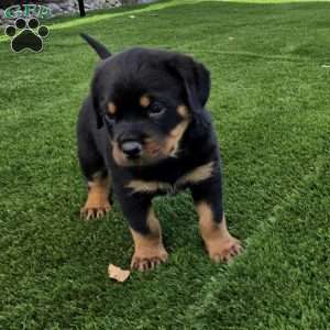 Pollo, Rottweiler Puppy