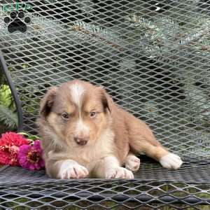 Copper, Borderdoodle Puppy