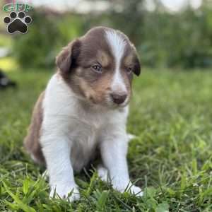 Cinnamon, Borderdoodle Puppy