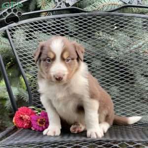 Cracker, Borderdoodle Puppy
