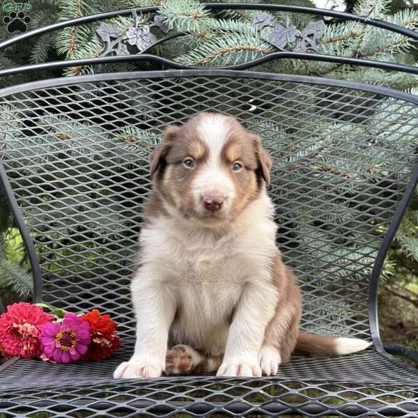 Cracker, Borderdoodle Puppy