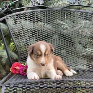 Cinnamon, Borderdoodle Puppy