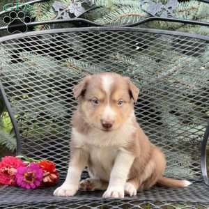 Copper, Borderdoodle Puppy