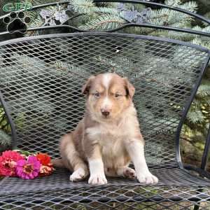 Copper, Borderdoodle Puppy