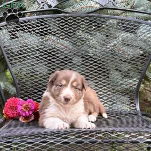 Carmel, Borderdoodle Puppy