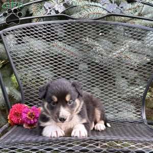 Clover, Borderdoodle Puppy