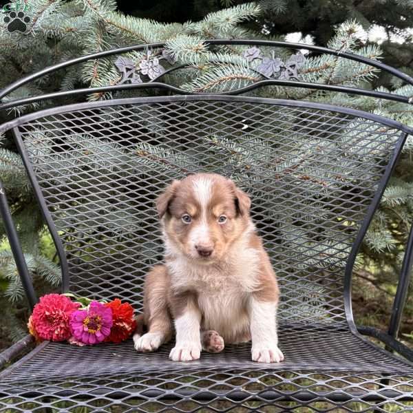 Cookie, Borderdoodle Puppy