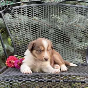 Cinnamon, Borderdoodle Puppy