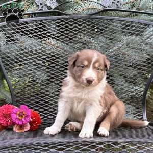 Carmel, Borderdoodle Puppy