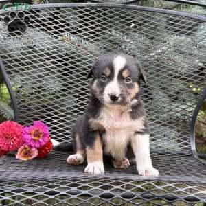 Clementine, Border Collie Puppy