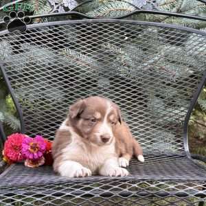 Carmel, Borderdoodle Puppy