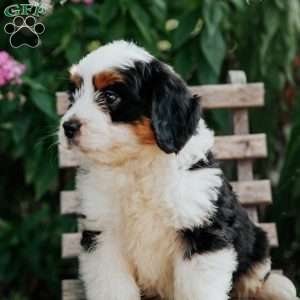 Jasper, Mini Bernedoodle Puppy