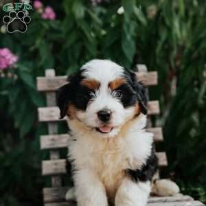 Jasper, Mini Bernedoodle Puppy