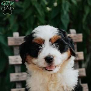Jasper, Mini Bernedoodle Puppy