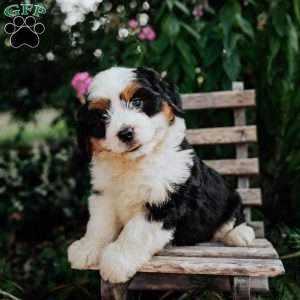 Jasper, Mini Bernedoodle Puppy