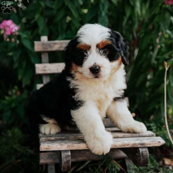 Jasper, Mini Bernedoodle Puppy