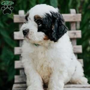 Jessie, Mini Bernedoodle Puppy