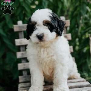 Jessie, Mini Bernedoodle Puppy