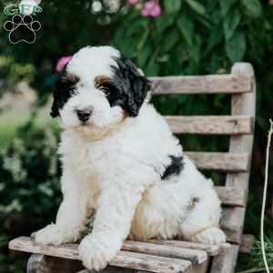 Jessie, Mini Bernedoodle Puppy