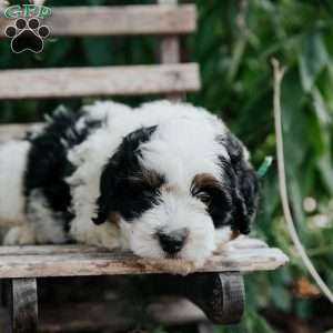 Jessie, Mini Bernedoodle Puppy