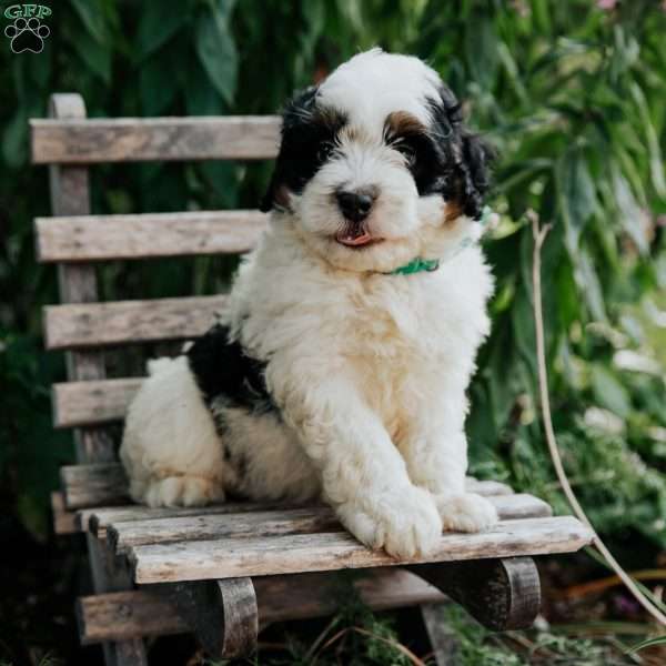 Jessie, Mini Bernedoodle Puppy