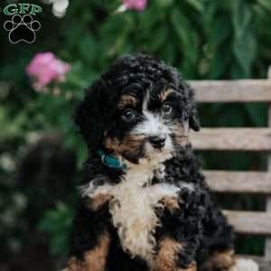 Josh, Mini Bernedoodle Puppy