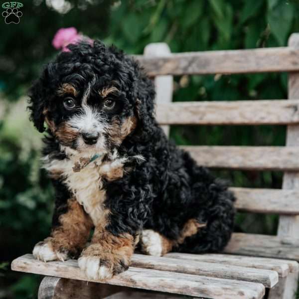Josh, Mini Bernedoodle Puppy