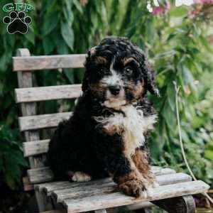 Josh, Mini Bernedoodle Puppy