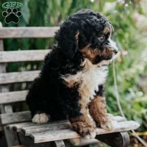 Josh, Mini Bernedoodle Puppy