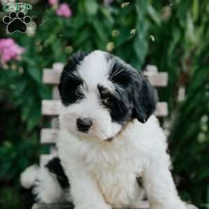 Josie, Mini Bernedoodle Puppy