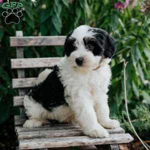 Josie, Mini Bernedoodle Puppy