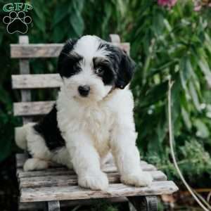 Josie, Mini Bernedoodle Puppy